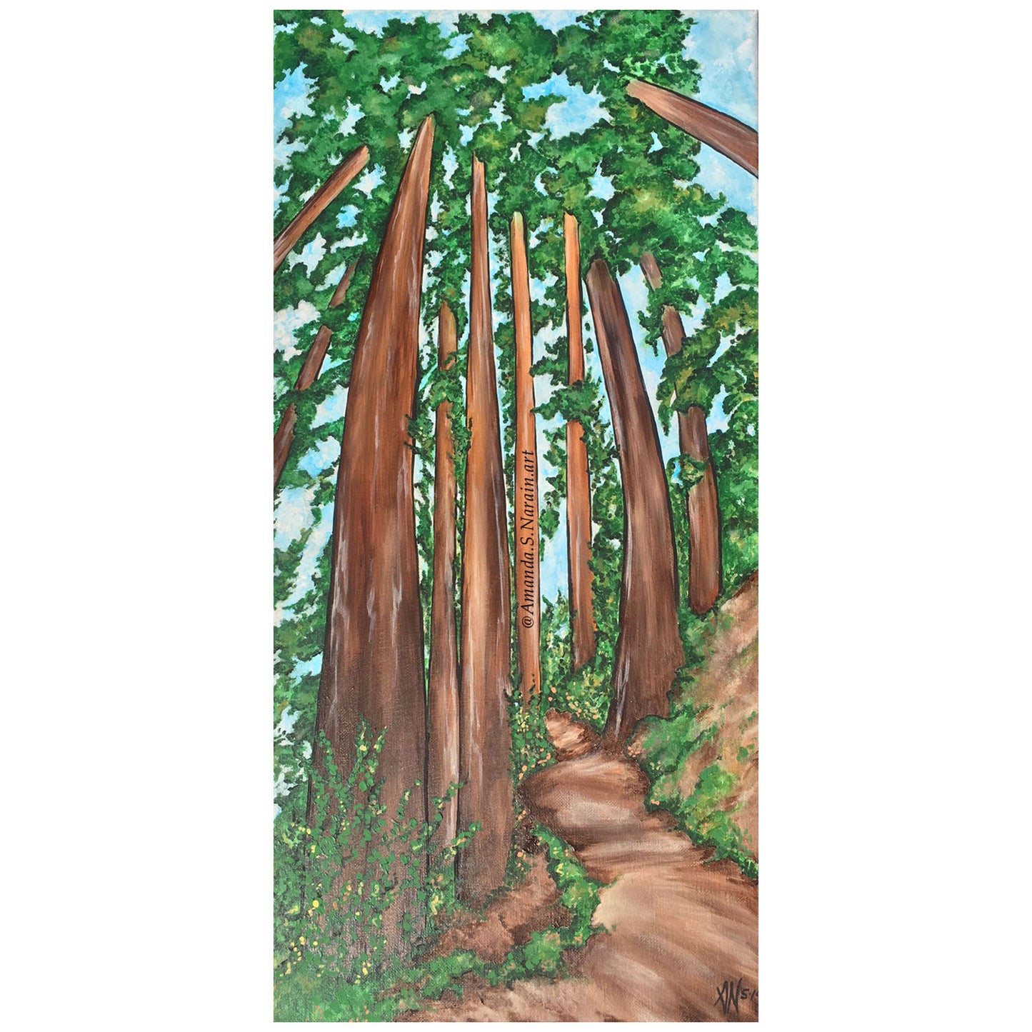 REDWOODS