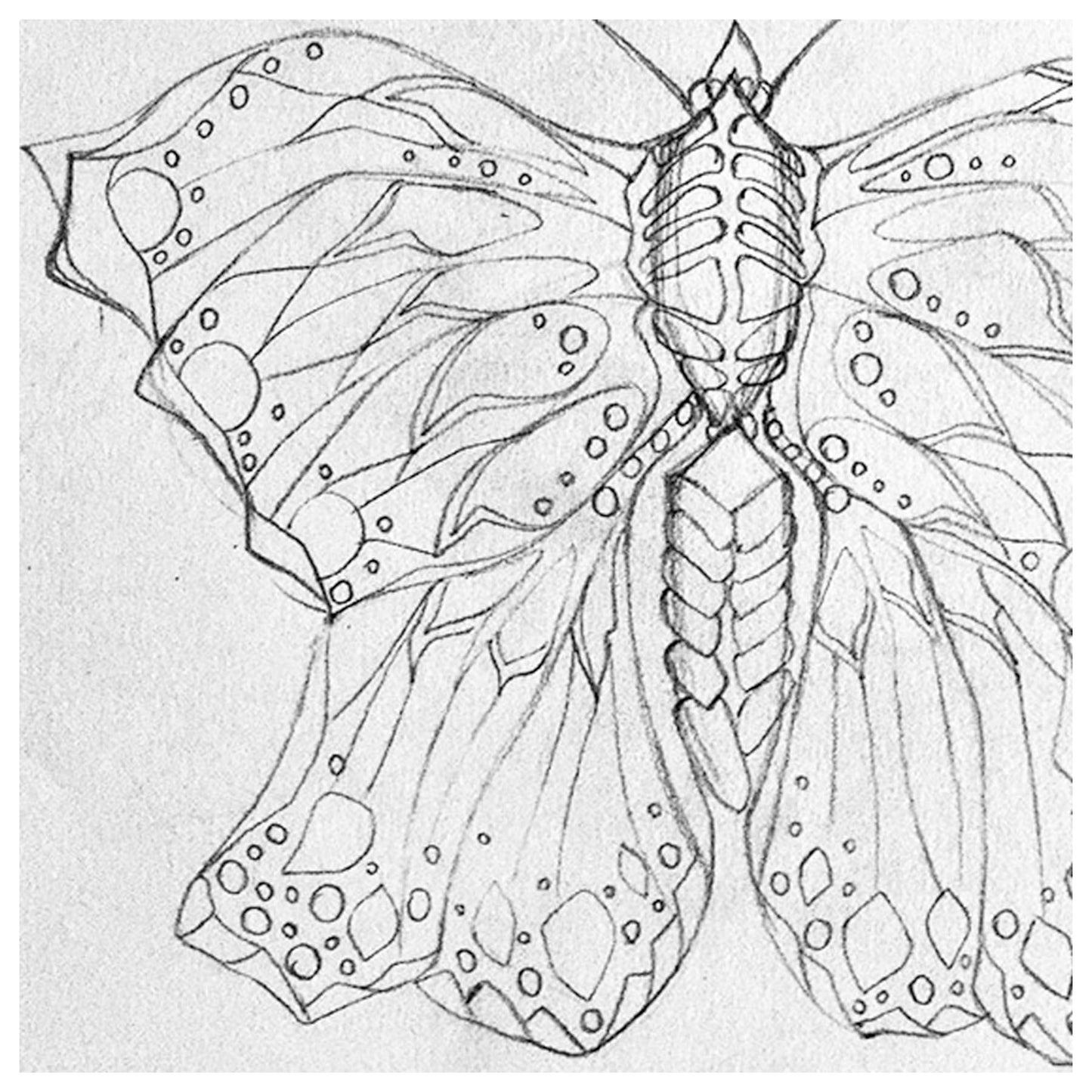 SKETCH 3 - BUTTERFLY