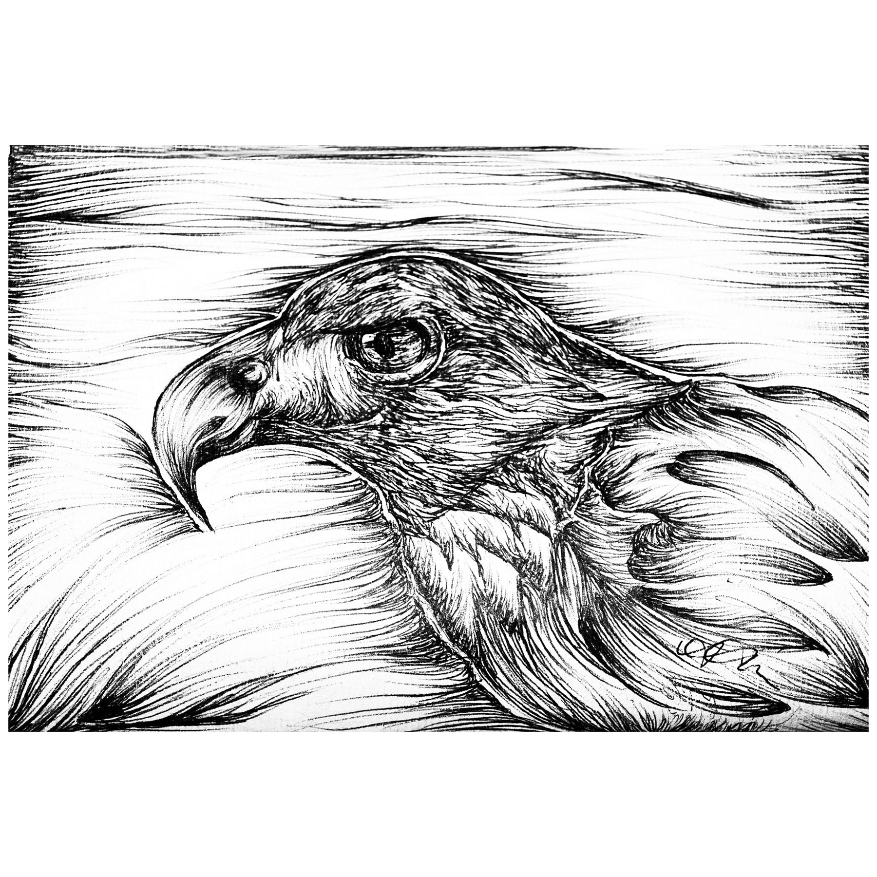 HAWK