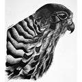 HAWK EYE