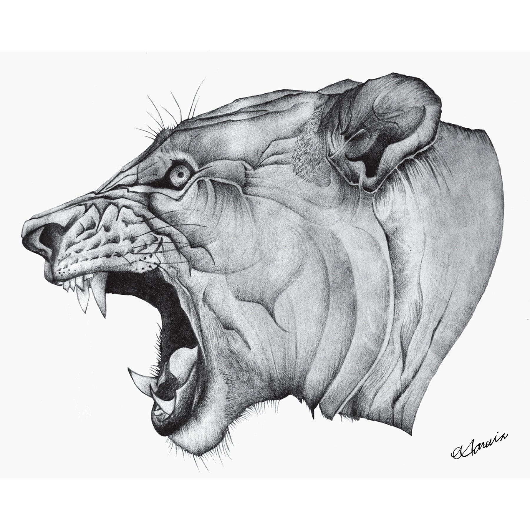 LIONESS