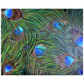 PEACOCK FEATHERS