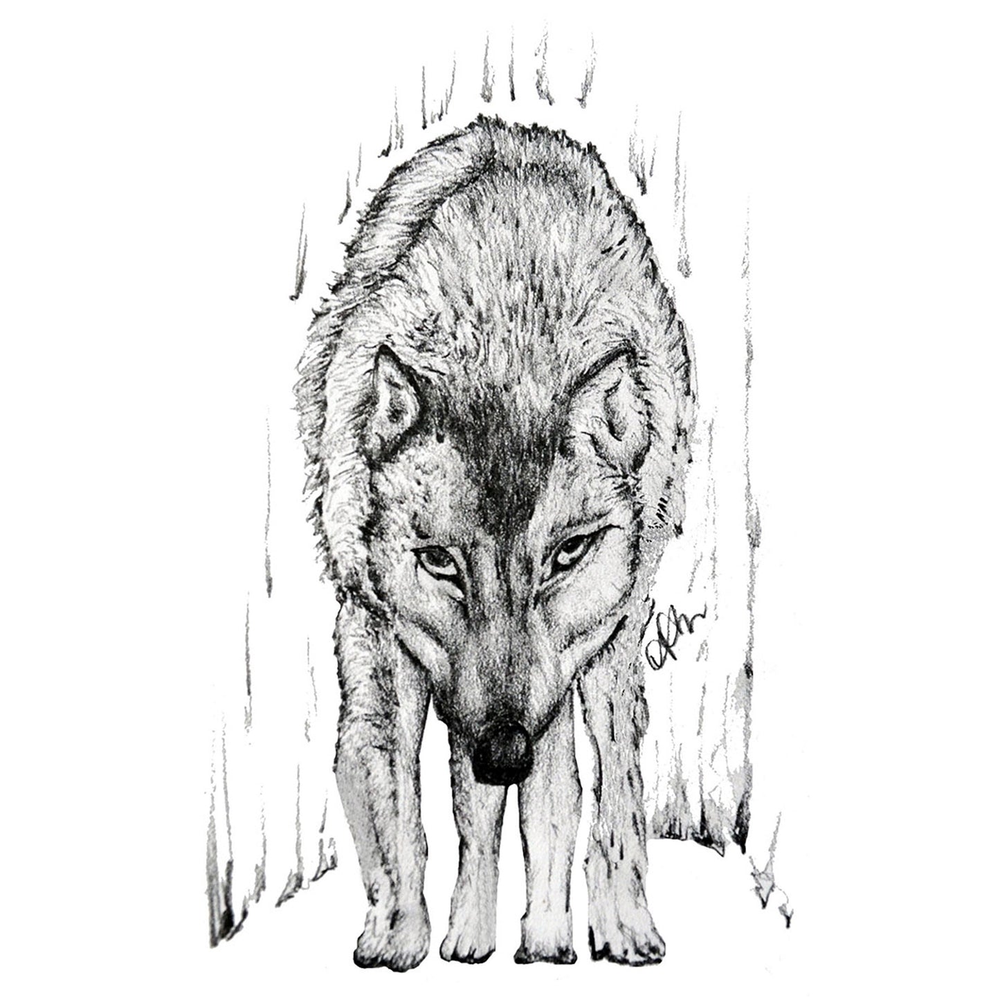 SKETCH 34 - WOLF