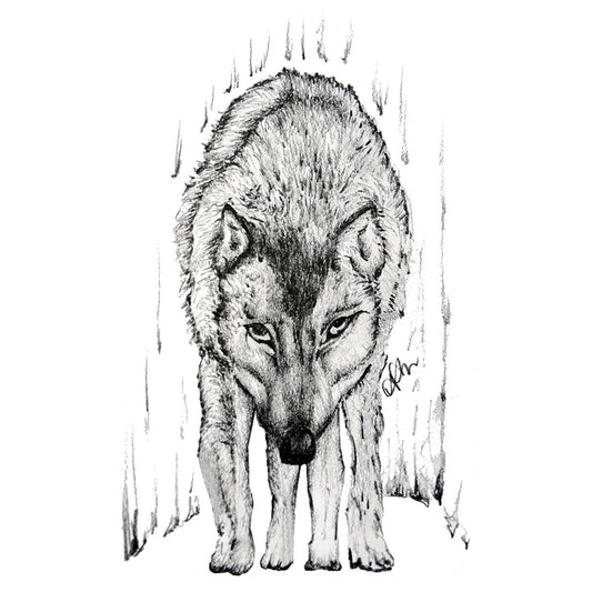 SKETCH 34 - WOLF